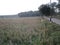 The highway on the edge of the rice fields on the outskirts of the forest