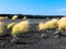 Highway through Hawaiian Lava Fields 4