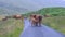 Higland cattle rule the road in Glen Lyon, Scotland