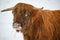 Higland cattle standing in snow Kumla Sweden