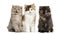 Higland straight and fold kittens sitting in a row, isolated on