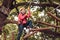 Hike and kids concept. Toddler kindergarten. Eco Resort Activities. Happy child boy calling while climbing high tree and