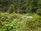 Hike near Ehrwald at the Tiroler Zugspitz Arena