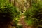 The hike path in a deep forest in table mountain