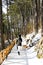 Hike through Pine forest during winter