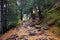 Hike trail among pine trees near to Strbske Pleso lake in High Tatras National Park