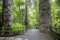 Hike trail through tall New Zealand trees forest