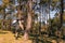 Hiker asian woman standing on forest autumn season. Traveler with backpack on hike in nature.