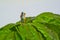a hiker with a backpack on a giant basil plant, mammoth basil, neapolitan basil,