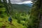 hiker climbing overgrown spruce forest trail, with view of the valley below