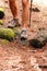 Hiker - close up of male hiking shoes and boots