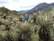 Hiker in colombian paramo highland of Cocuy National Park, surrounded by the beautiful Frailejones plants, Espeletia