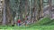 Hiker couple hiking in forest - people enjoying recreational activity