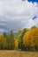 A hiker crosses a field. Snowbowl area with a pine forest and aspens changing color. Flagstaff, Arizona.