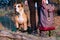 Hiker and dog in hiking shoes stand side by side in the forest.