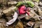 Hiker drinking stream water