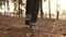 Hiker feet walking the dog in the park forest. Travel concept. Close-up of a leg man walking with a dog in the park in