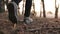 hiker feet walking the dog in the park forest. travel concept. close-up of a leg man walking with a dog in the park in