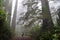 Hiker Among Giant Redwood Trees