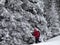 Hiker go on slope with new-fallen snow in snow-covered forest at gray winter day after snowfall.