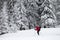 Hiker go on snowy slope in snow-covered forest at gray winter day after snowfall.