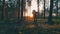 Hiker hiking in forest at sunset