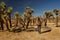 Hiker in joshua tree national park