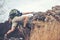 Hiker man climbing natural rocky wall with tropical valley on the background