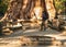 Hiker man near General Sherman Tree - the largest tree on Earth. Traveler male looking at the giant sequoia tree