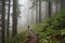 hiker on a misty trail, surrounded by towering trees
