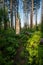 HIker Passes Through Field of Ferns and Large Broken Tree Trunk