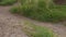 A hiker passing by on a dirt trail