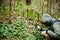 Hiker photographs on the phone a young green fern in the forest. Plants