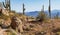 Hiker  On Pinnacle Peak Trail In North Scottsdale With Cactus And Mountains