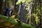 Hiker rests on a trail in a wood