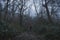 A hiker with ruck sack on a path through woodland on a moody, foggy winters day