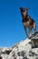 Hiker\'s dog on summit