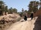 A hiker in a scenic agriculture landscape in the beautiful Draa valley, palm groves surrounding the hiking path