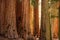 Hiker in Sequoia national park in California, USA