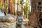 Hiker in Sequoia national park in California, USA