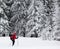 Hiker on snowy slope in snow-covered forest at gray winter day