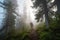 hiker, surrounded by spruce forest, on a misty morning