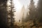 hiker, surrounded by spruce forest, on a misty morning