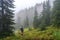 hiker, surrounded by spruce forest, on a misty morning