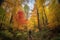 hiker, surrounded by towering trees and colorful foliage, on a serene autumn forest hike