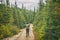 Hiker travel woman walking on trail hike path in forest of pine trees. Canada travel adventure girl tourist trekking in