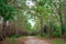 Hiker trekking in forest, pine tree at Phu kradueng mountain