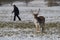 Hiker walking past buck in snowy park