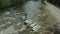 Hiker walking rocky river shore jumping on rocks among green trees spring day