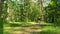 Hiker walks on a summer forest. Traveling in woodland.